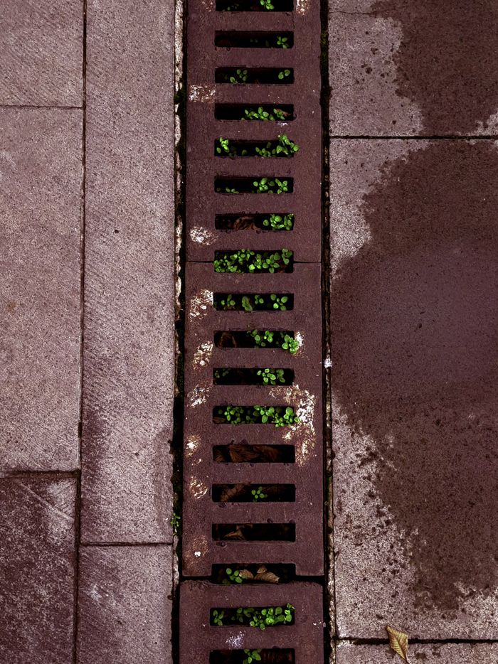 our-story-02 Rustic urban drain with vibrant green plants, symbolizing resilience in concrete jungles.